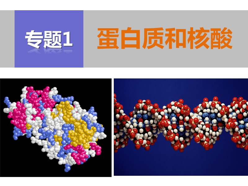 蛋白质和核酸.ppt_第1页