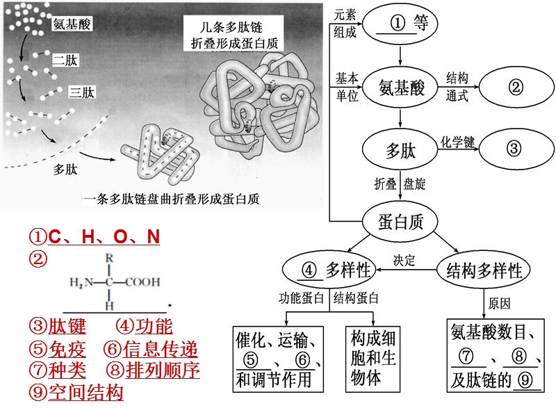 蛋白质和核酸.ppt_第2页