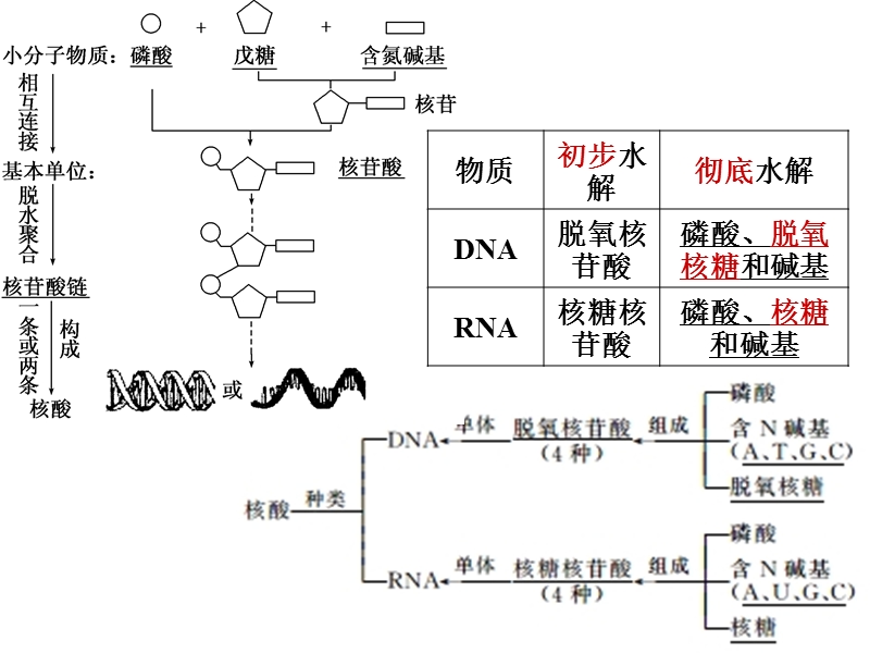 蛋白质和核酸.ppt_第3页