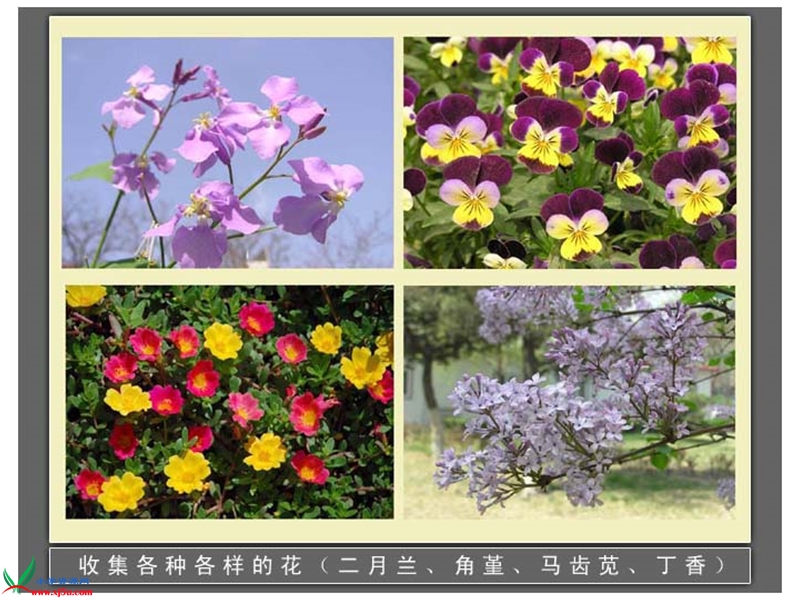 （首师大版）四年级科学下册课件 各种各样的花 4.ppt_第2页