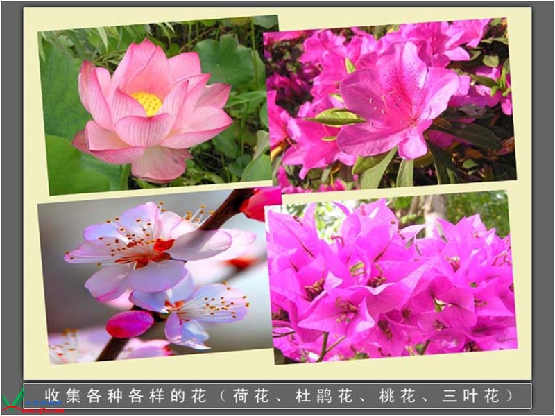 （首师大版）四年级科学下册课件 各种各样的花 4.ppt_第3页