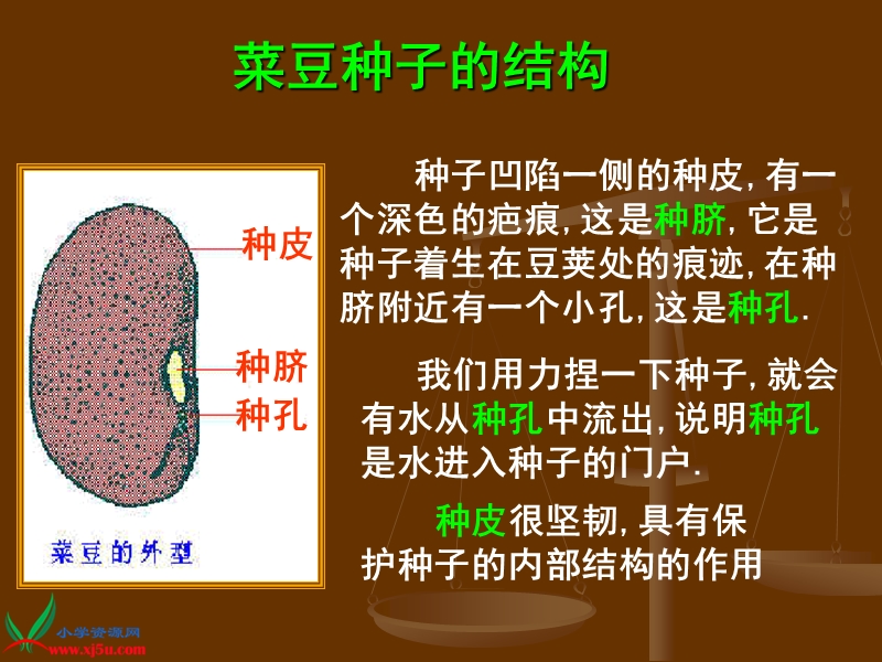 （首师大版）三年级科学下册课件 种子的构造 2.ppt_第2页