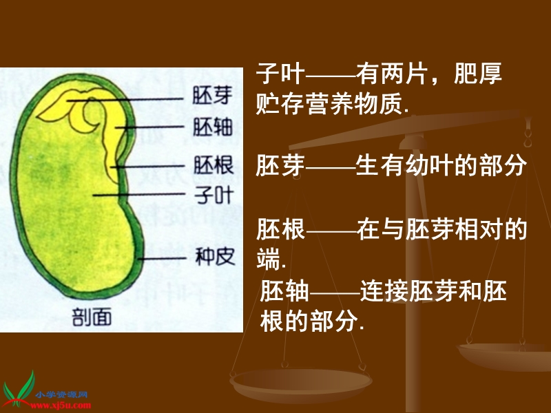 （首师大版）三年级科学下册课件 种子的构造 2.ppt_第3页