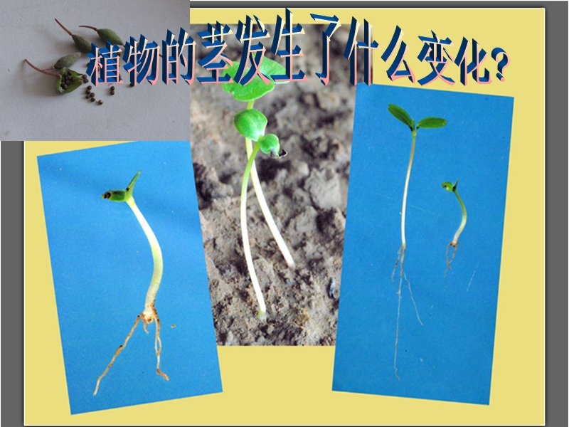 （人教版）三年级自然与科学下册课件 茎越长越高 3.ppt_第2页