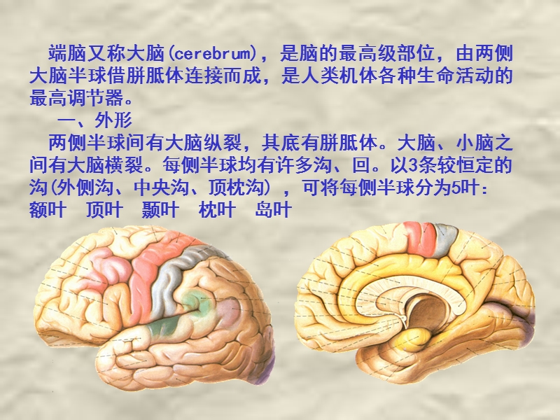 端脑2010研改.ppt_第2页