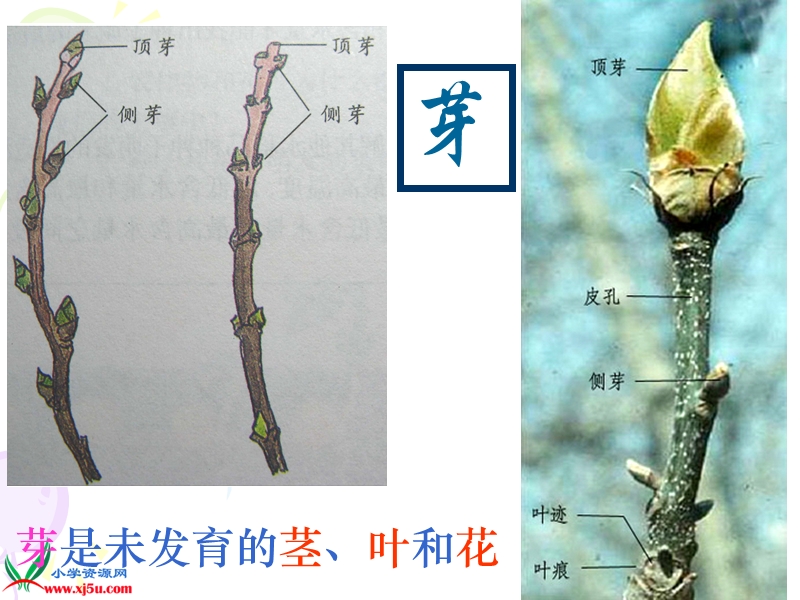 （首师大版）三年级科学下册课件 植物怎样度过一生 1.ppt_第3页