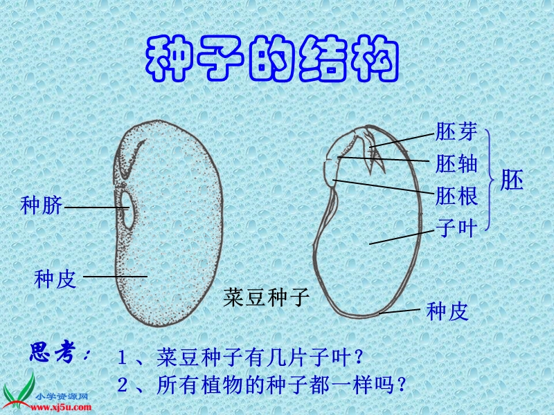 （苏教版）三年级科学下册课件 果实和种子 5.ppt_第3页