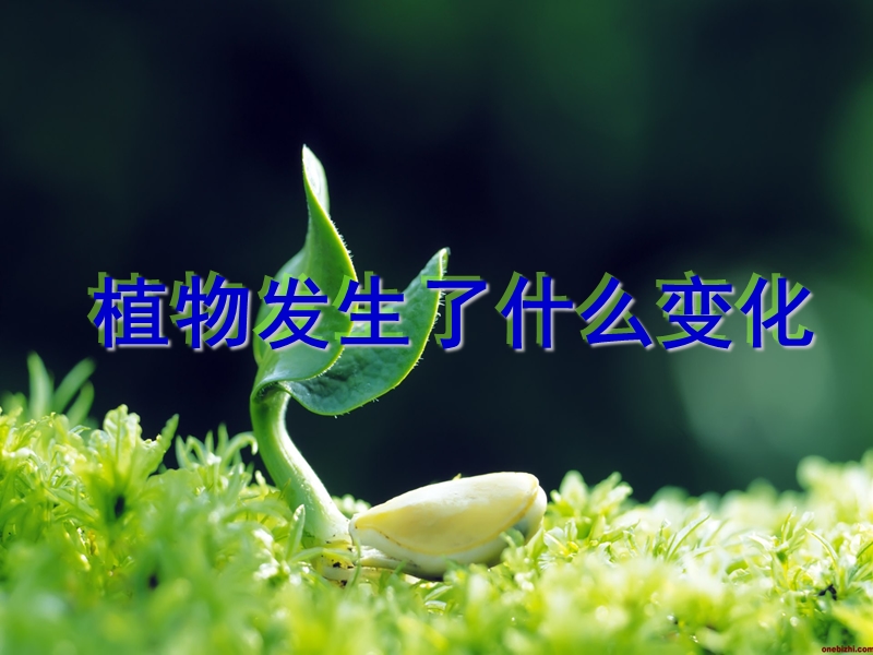 （教科版）三年级科学上册课件 植物发生了什么变化.ppt_第2页