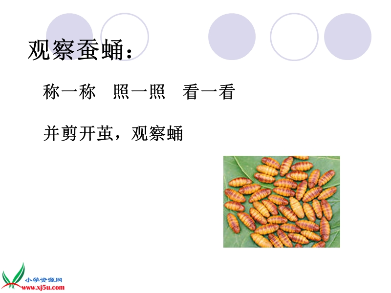 （鄂教版）三年级科学下册课件 蚕蛹变成了什么 1.ppt_第2页