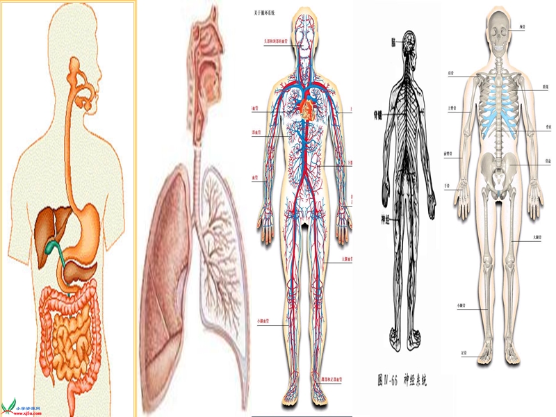 （冀教版）六年级科学下册课件 人体的组成 1.ppt_第2页
