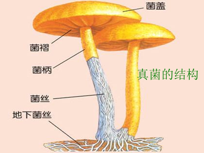 （青岛版五年制）五年级科学上册课件 真菌 3.ppt_第3页