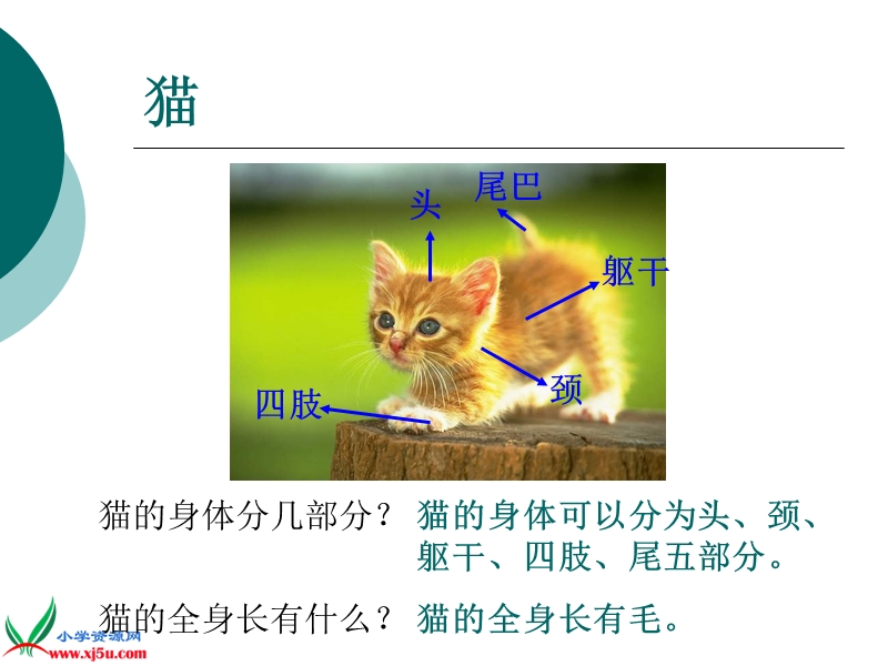 （青岛版）三年级科学下册课件 猫和兔 4.ppt_第2页