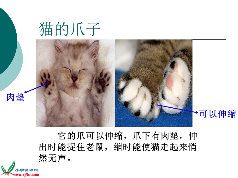 （青岛版）三年级科学下册课件 猫和兔 4.ppt_第3页