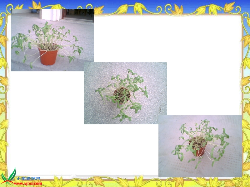 （教科版）五年级科学上册课件 种子发芽实验 1.ppt_第3页