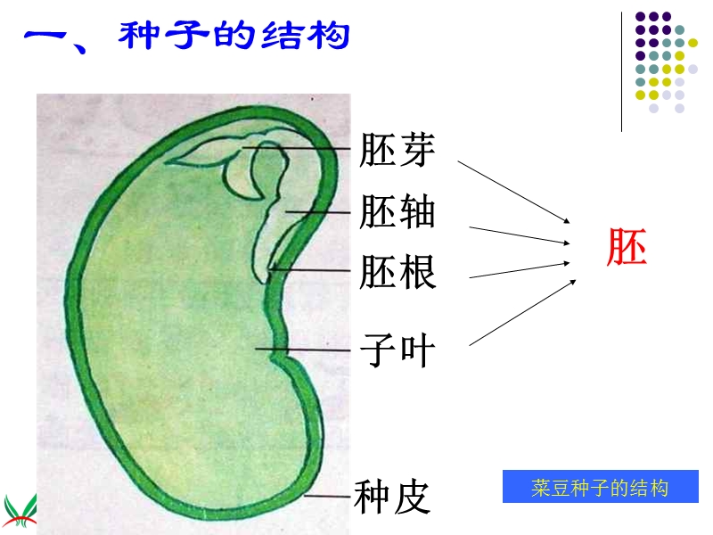 （首师大版）三年级科学下册课件 植物怎样度过一生 2.ppt_第3页