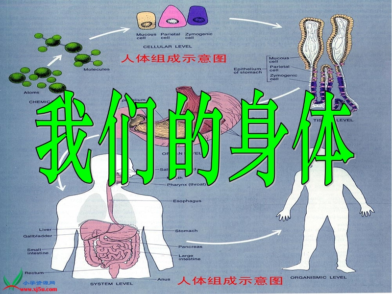 （青岛版五年制）四年级科学上册图解课件 我们的身体 2.ppt_第1页