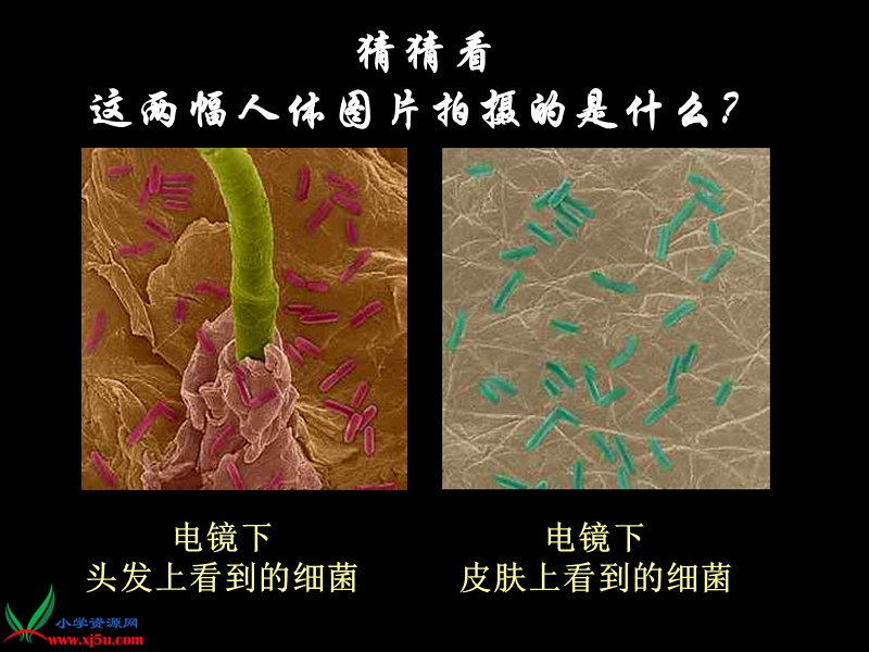 （青岛版五年制）五年级科学上册课件 细菌 3.ppt_第2页