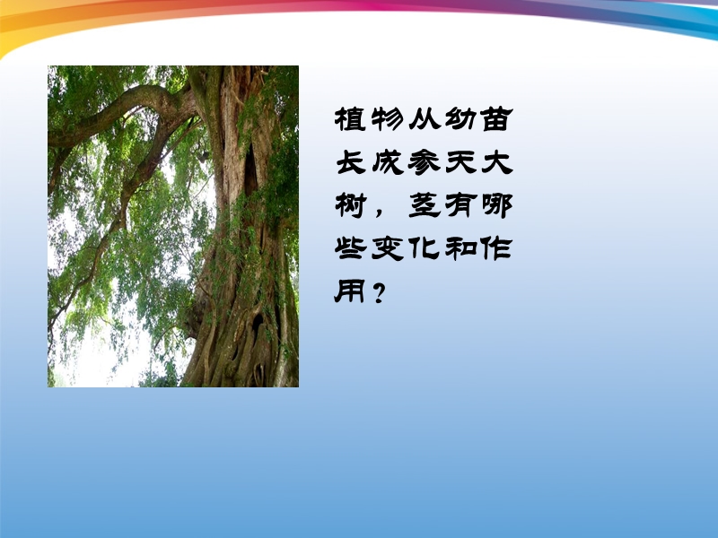 （人教版）三年级自然与科学下册课件 茎越长越高 4.ppt_第2页