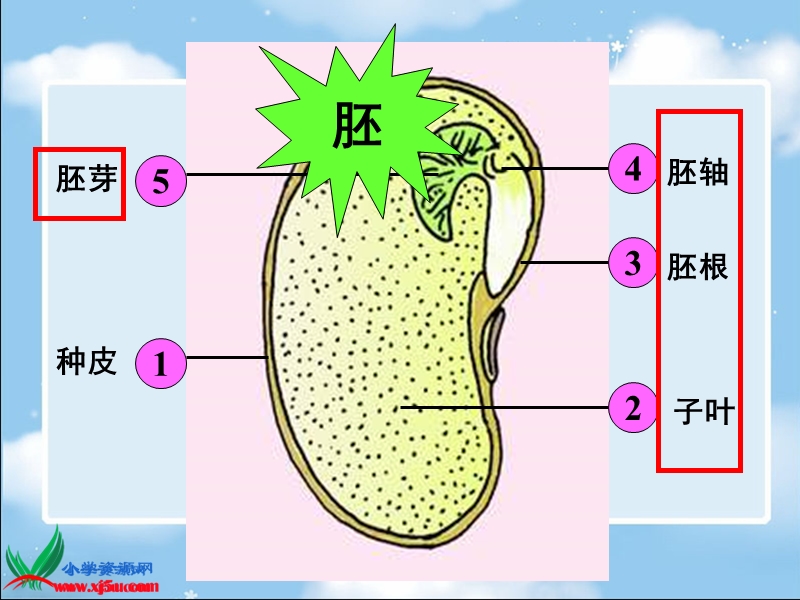 （大象版）四年级科学下册课件 种子发芽了.ppt_第3页