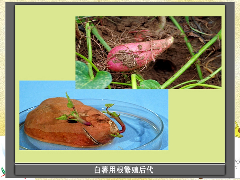 （教科版）三年级科学下册课件 种植我们的植物 3.ppt_第2页