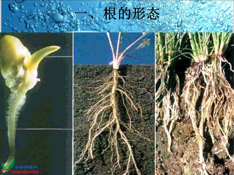 （教科版）三年级科学下册课件 我们先看到了根 3.ppt_第2页