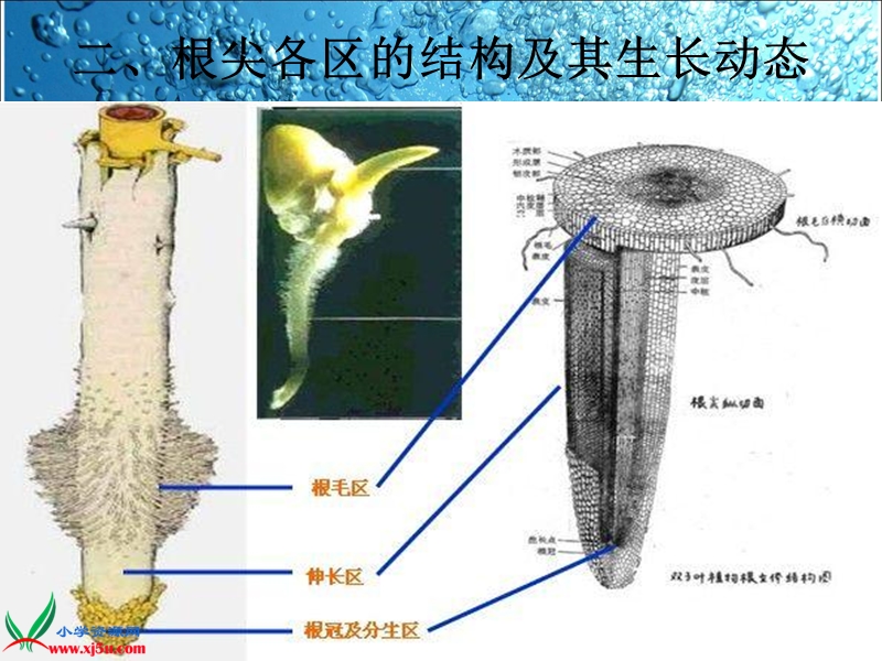 （教科版）三年级科学下册课件 我们先看到了根 3.ppt_第3页