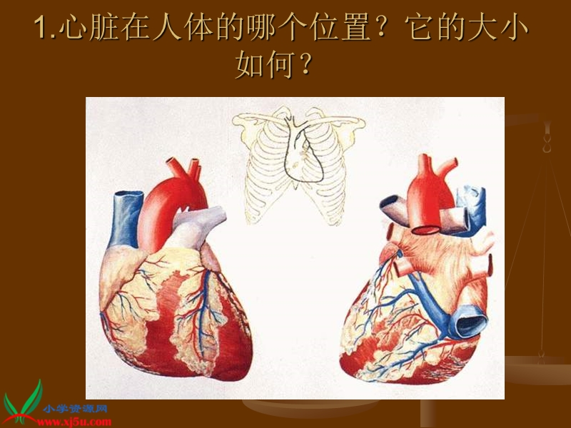 （青岛版）五年级科学下册课件 心脏和血管 1.ppt_第2页