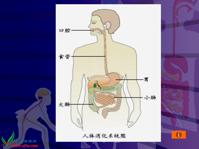 （苏教版）四年级科学上册课件 食物的消化 1.ppt_第3页