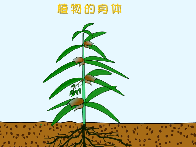 （青岛版五年制）四年级科学上册课件 植物的身体 2.ppt_第2页