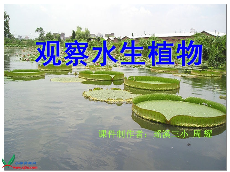 一4观察水生植物周耀.ppt_第1页