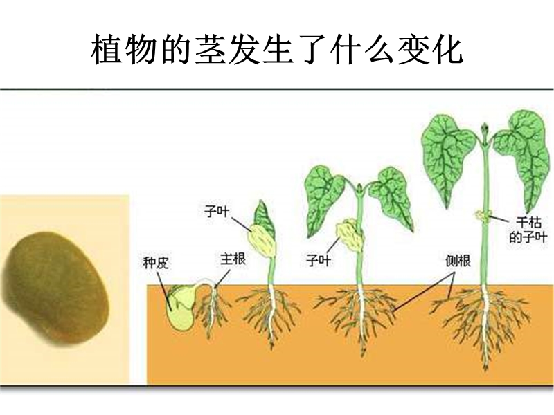 （人教版）三年级自然与科学下册课件 茎越长越高 2.ppt_第3页