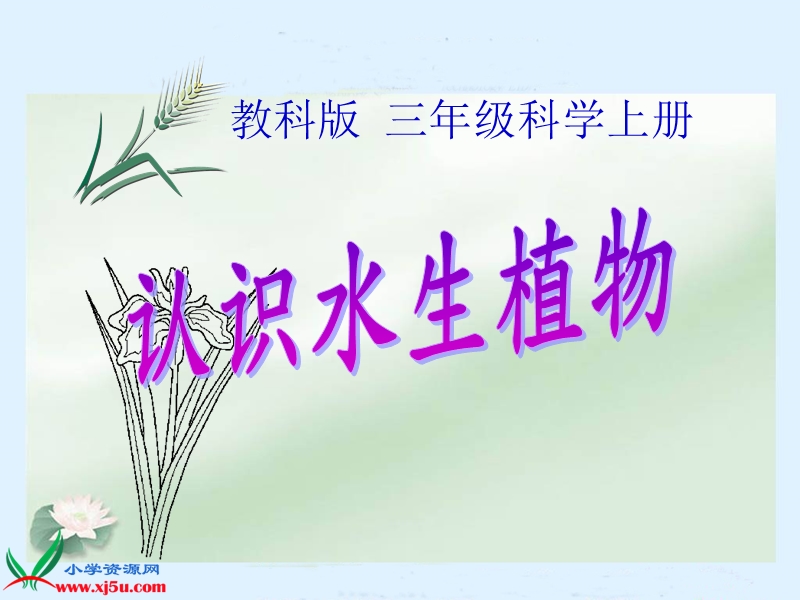 （教科版）三年级科学上册课件 水生植物.ppt_第1页