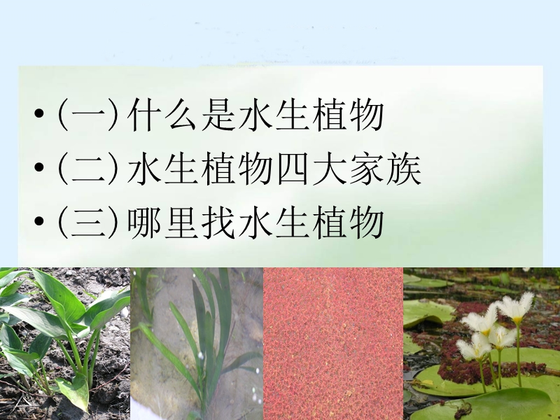 （教科版）三年级科学上册课件 水生植物.ppt_第2页