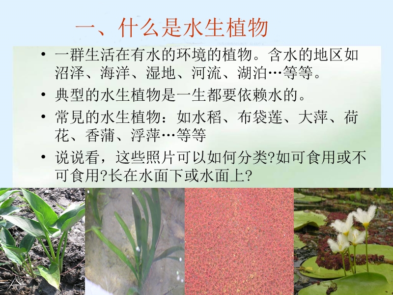 （教科版）三年级科学上册课件 水生植物.ppt_第3页