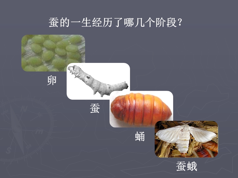 （人教版）三年级自然与科学下册课件 蚕的生命周期 6.ppt_第2页