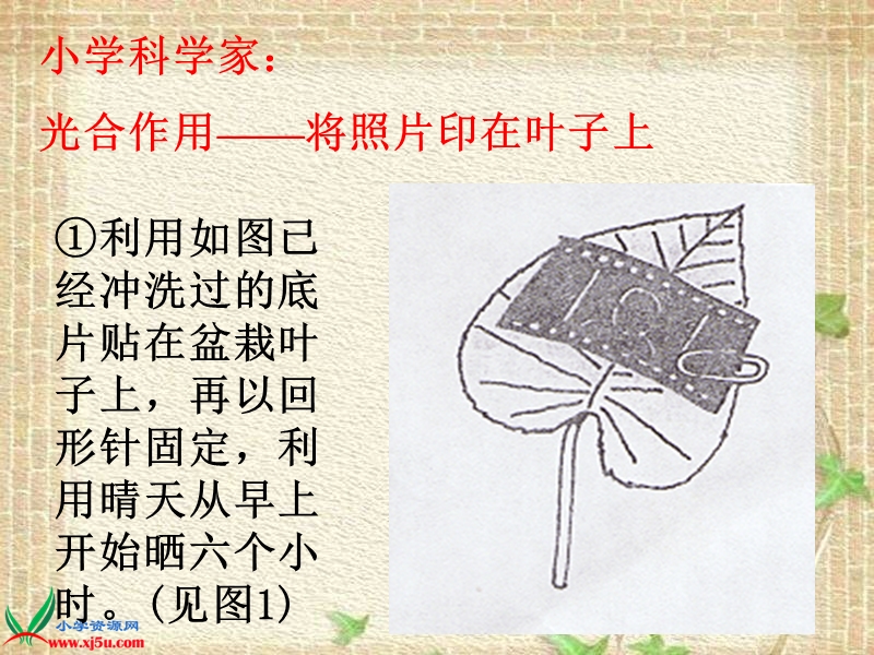 （首师大版）三年级科学上册课件 空气和生命 1.ppt_第2页