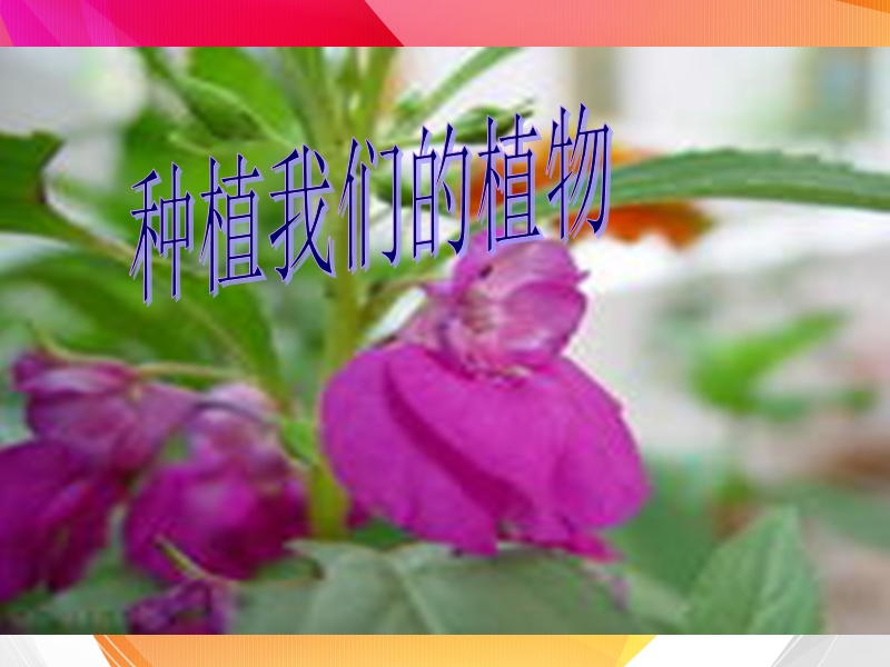 （人教版）三年级自然与科学下册课件 种植我们的植物 1.ppt_第1页