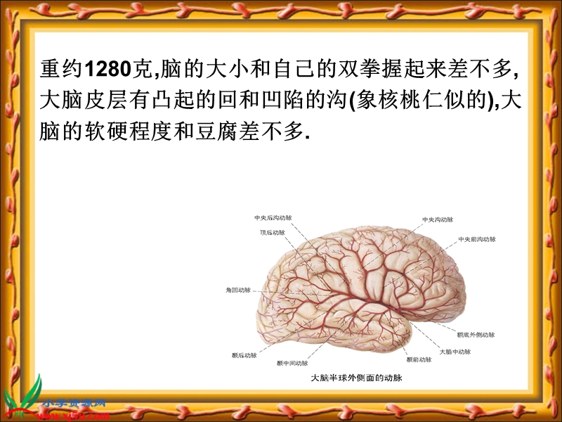 （苏教版）五年级科学下册课件 大脑 1.ppt_第3页