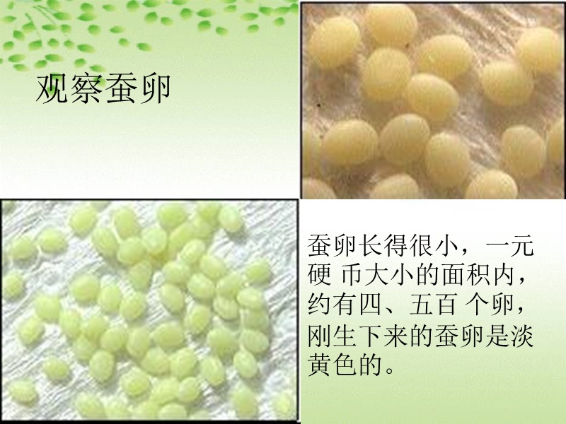 （鄂教版）三年级科学下册课件 蚕宝宝出生了 3.ppt_第2页