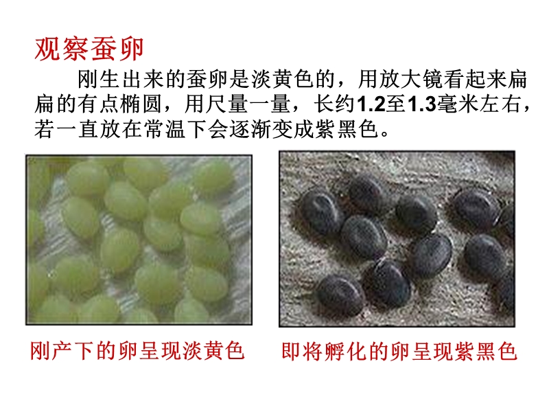 （教科版）三年级科学下册课件 蚕卵里孵出的新生命 1.ppt_第3页