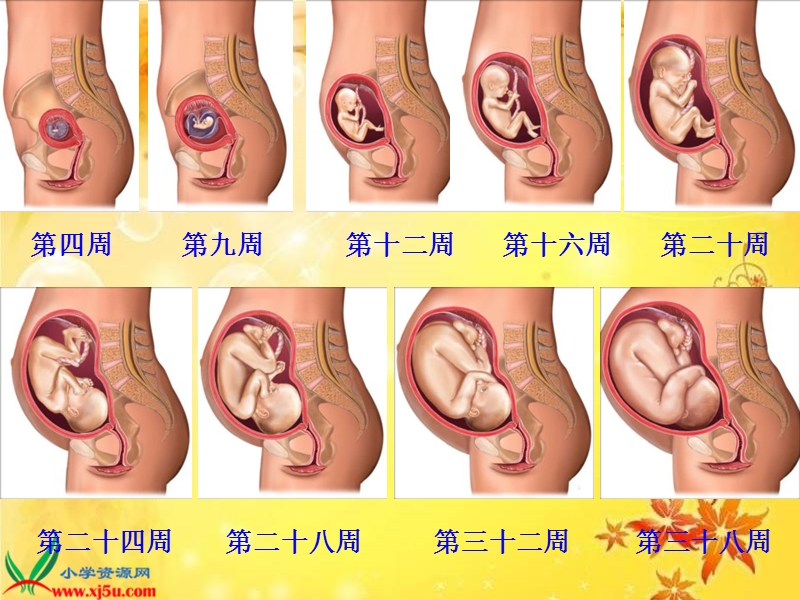 （苏教版）五年级科学下册课件 我是怎样出生的 2.ppt_第3页