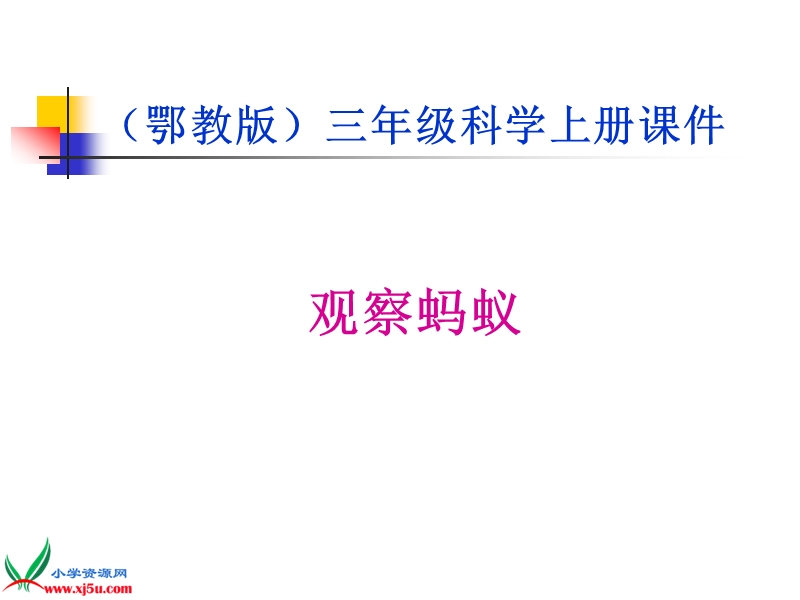 （鄂教版）四年级科学上册课件 观察蚂蚁 1.ppt_第1页