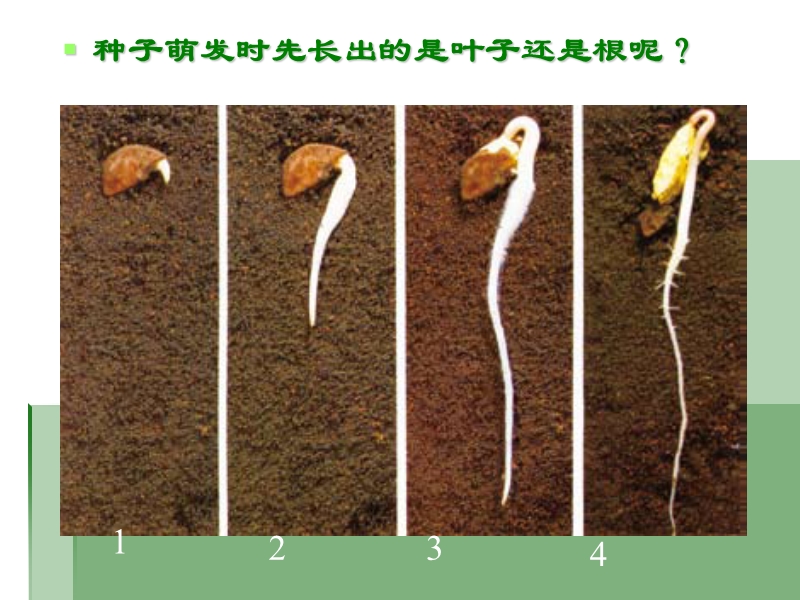 （人教版）三年级自然与科学下册课件 我们先看到了根 3.ppt_第1页