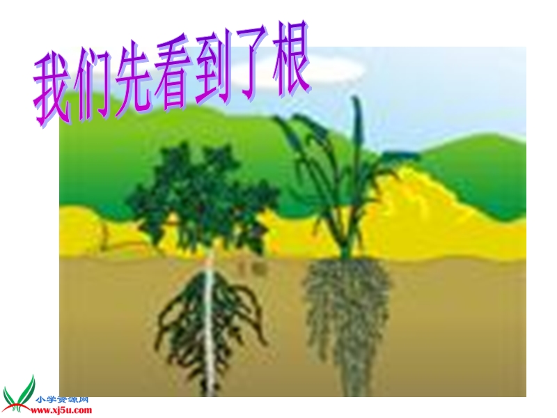 （苏教版）三年级科学下册课件 根和茎 1.ppt_第2页