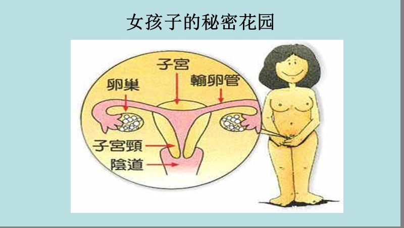 班会女生早期性教育(生理卫生课)ppt课件.ppt_第2页