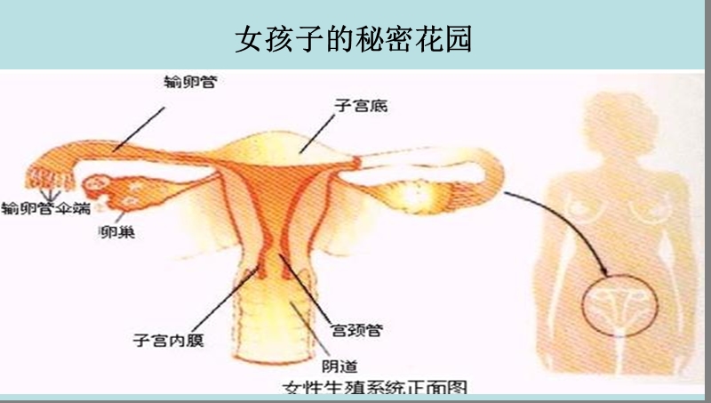 班会女生早期性教育(生理卫生课)ppt课件.ppt_第3页