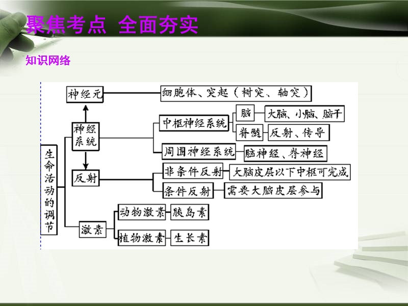 第07讲--生命活动的调节(36张ppt-含13中考真题)-2.ppt_第2页