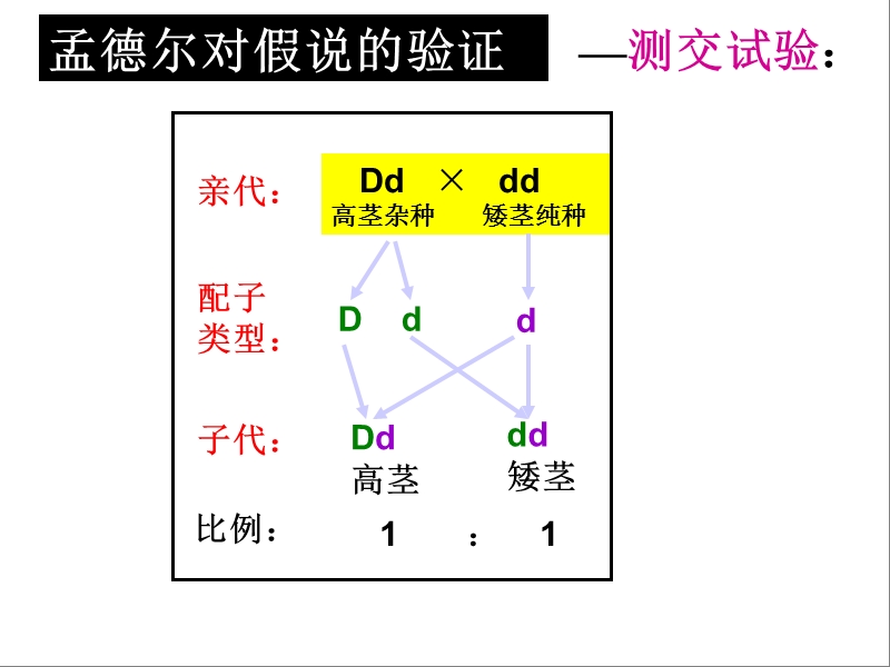 基因的自由组合定律【例题解读】.ppt_第2页