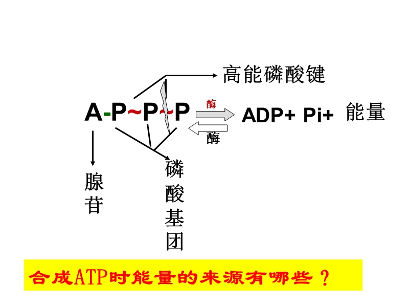 atp的主要来源323496 48.ppt_第1页