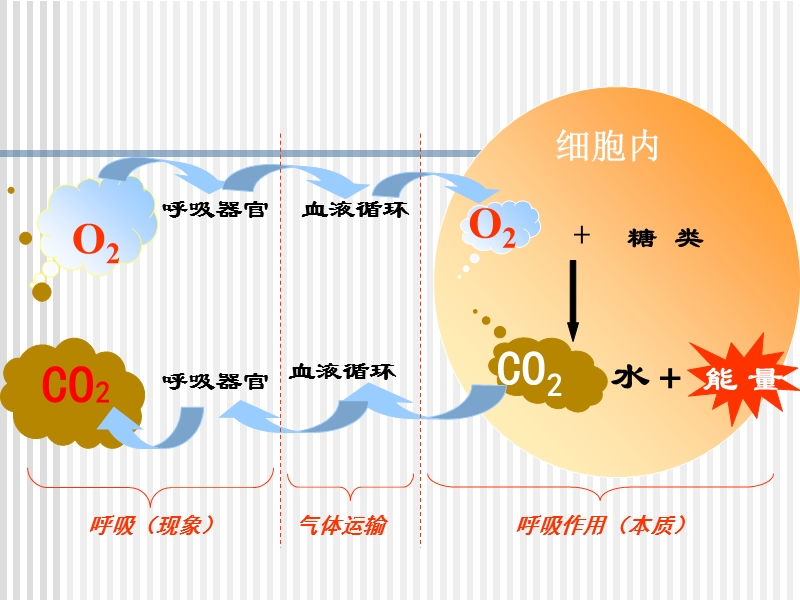 atp的主要来源323496 48.ppt_第3页